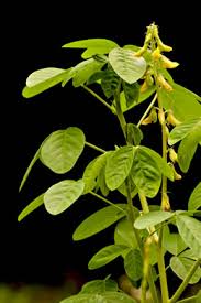 Image result for Crotalaria eremicola