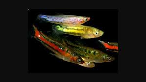 Poecilia Parae Fish Pet Guppy Pets