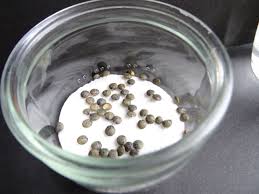 Résultat de recherche d'images pour "faire germer des graines dans du coton"