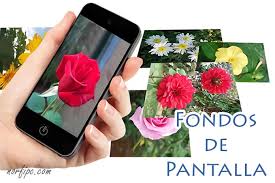 Tumblr es una red social en donde se comparten todo tipo de contenidos que. Fotos De Flores Y Rosas Para Fondos De Pantalla Del Celular Y Tableta