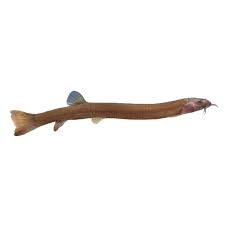 Related:kuhli loaches corydoras cherry shrimp betta corydora clown loach hillstream loach loach fish ember tetra cory catfish. Black Kuhli Loach For Sale Live Pet Fish Petsmart