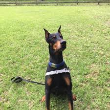 No dog can compare with the beauty, intelligence, alertness, protective and athletic ability of the doberman. Meet Archer A Petstablished Doberman Pinscher Dog In Houston