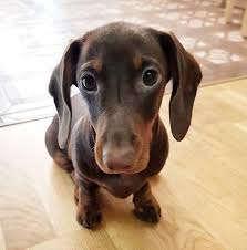 Female Black And Brown Dachshund 170 Creative Girl Dog Names Girl And Dog Dog Names Brown Dog Names