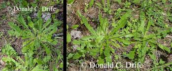 Image result for Hypochaeris