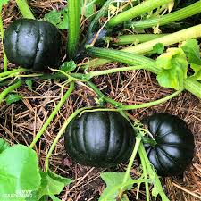 Check spelling or type a new query. Small Pumpkins How To Plant Grow And Harvest Pint Sized Pumpkins