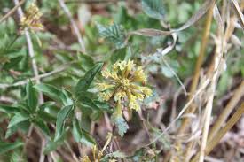 Image result for Cestrum parqui