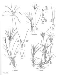 Image result for Chloris