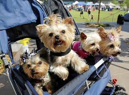 Tulsa animal welfare is funded by your tax dollars. Woofstock Adoption Event Is Saturday At Jenks Riverwalk Entertainment Tulsaworld Com