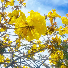 Image result for Handroanthus chrysotrichus