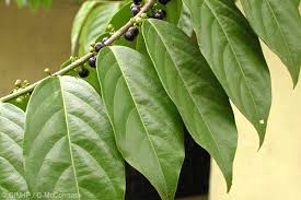 Image result for Flueggea