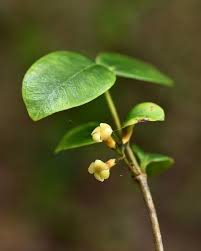 Image result for Alyxia