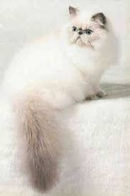 Blue point himalayan image credit by: Himalayan Cat Breed Information And Pictures