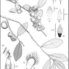 Image result for Diospyros consolatae-rotundifolia intermediates