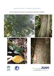 Image result for Trilepisium