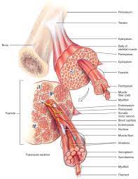 Pin On Muscular System