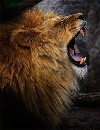 Lion No You Listen To Me Author Philip Lion Photography Lions Photos Lion Pictures