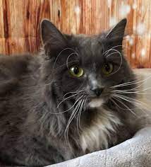 Maybe you would like to learn more about one of these? Pets For Adoption At Homeward Bound Pets In Mcminnville Or Petfinder
