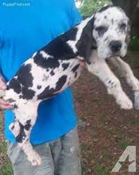 Purebred euro great dane puppies. Full European Great Dane Puppy For Sale Harlequin For Sale In Arcadia Florida Classified Americanlisted Com