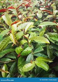 Image result for Excoecaria bussei