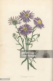 Image result for Heterotis canescens