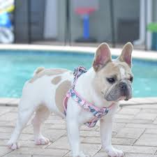 Beautiful french bulldog pied merle color. Poetic French Bulldogs Cookie French Bulldog Puppies Bulldog Breeders Poetic French Bulldogs