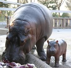Parco Zoo Punta Verde Lignano Sabbiadoro Italy Zoo Animals Nature