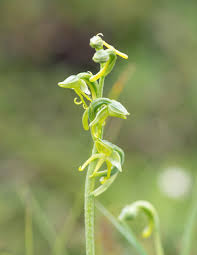 Image result for Habenaria arenaria