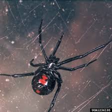 Potentially other spiders, says harms. Common Spiders Of Missouri Identification Benefits And Concerns Missouri Environment And Garden News Article Integrated Pest Management University Of Missouri