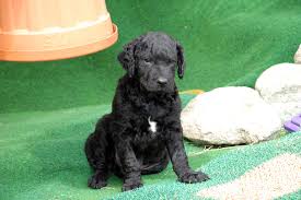 Discover more about our curly coated retriever puppies for sale below! Curly Coated Deutsch