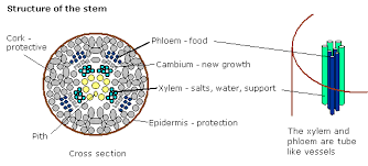 We did not find results for: Gcse Science Plants Wikibooks Open Books For An Open World