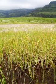 Image result for Xyris peteri