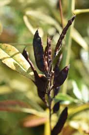 Check 'laku' translations into english. Licorice Wiktionary