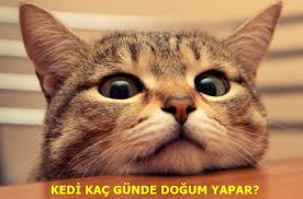 Kedinin Doguracagi Gun Nasil Anlasilir