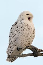 Our arabica coffee is super easy to brew. Sleepy Snowy Owl Photograph By John Vose