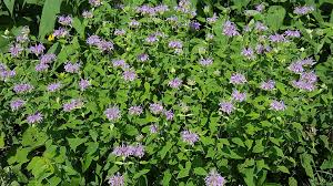 Image result for Monadenium herbaceum