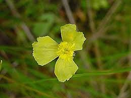 Image result for Xyris capensis