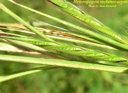 Image result for Heteropogon