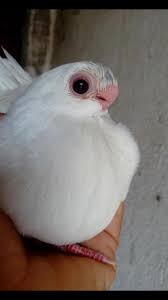 Egyptian Baby Pigeon Safi Baby Pigeon Pigeon Pictures Pigeon