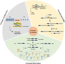 Mukoshop all handmade from designer we ship worldwide. Frontiers Trnas As A Driving Force Of Genome Evolution In Yeast Microbiology