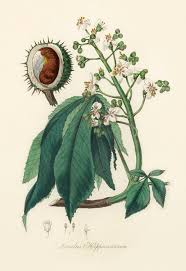 Image result for Metteniusaceae