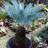 Tetapi juga ada sebagian tanaman philodendron yang memiliki bentuk kurang menarik. Jual Tanaman Sikas Murah Harga Terbaru 2021