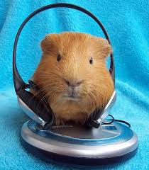 The geekers ultrasonic pest repeller has an effective coverage in area up to 1600 sq ft and the company also offers a 60 days warranty as well as a 3 weeks refund guarantee. Posts By Joy Jones Welcome To Your Pet Space Page 8