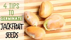 See full list on wikihow.com How To Grow Jackfruits Trees From Seeds A Girl With A Garden Youtube