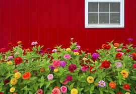 If You Re New To Gardening Start By Planting These 10 Plants Zinnia Flowers Red Flowers Garden Easy Plants To Grow