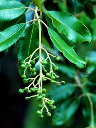 Image result for Ozoroa reticulata