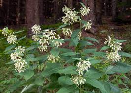 30 Poke Milkweed Seeds Chemical Free Asclepias Exaltata Etsy In 2020 Milkweed Seeds Asclepias Pollinator Plants