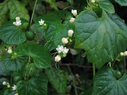 Image result for Zehneria scabra