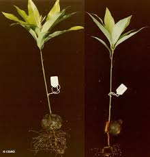 Image result for Beilschmiedia michelsonii