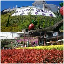 Cameron highland adalah yang pertama yang menawarkan pengunjung untuk melihat dan menikmati sendiri kecantikan bunga lavender. Kembara Minda 7 Cameron Lavender Cameron Highlands