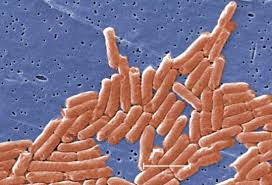 Typhoid fever, also known as enteric fever, bilious fever, yellow jack or commonly just typhoid classically, the course of untreated typhoid fever is divided into four individual stages, each lasting. Salmonella Typhoid Fever Case Confirmed In Mckinney Restaurant Worker News Talk Wbap Am